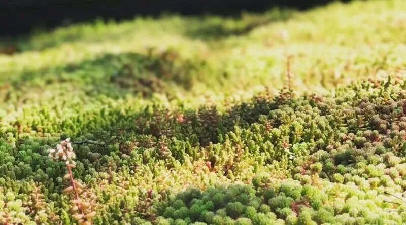 sustainability bike shed